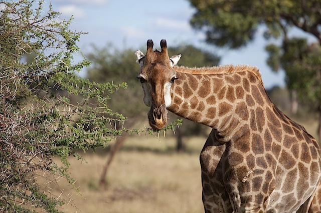 southafrica-138-1.jpg