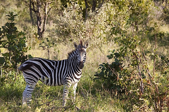 southafrica-17-2.jpg