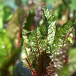 marra-farm-edibles-000252-1