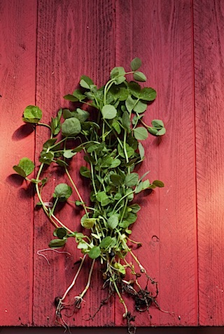 CE Pea Shoot Salad-8.jpg